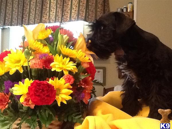 Stud Dogs - Miniature Schnauzer